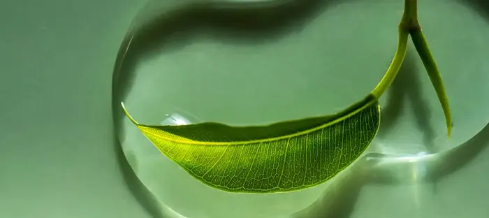 Myrothamnus Flabellifolia Leaf Extract